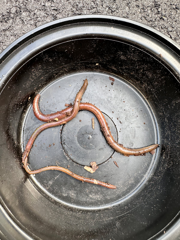 Different types of Invasive jumping worms in different stages of life Large, medium and small. 