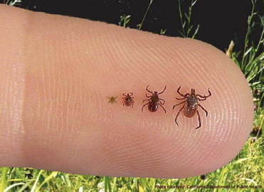 black bugs that look like ticks