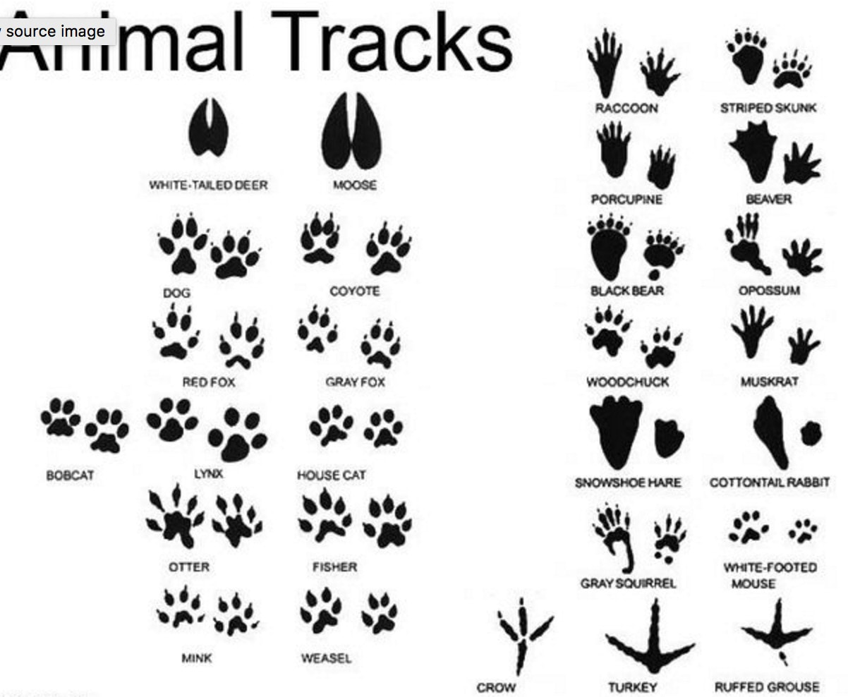 Animal Tracks non-member